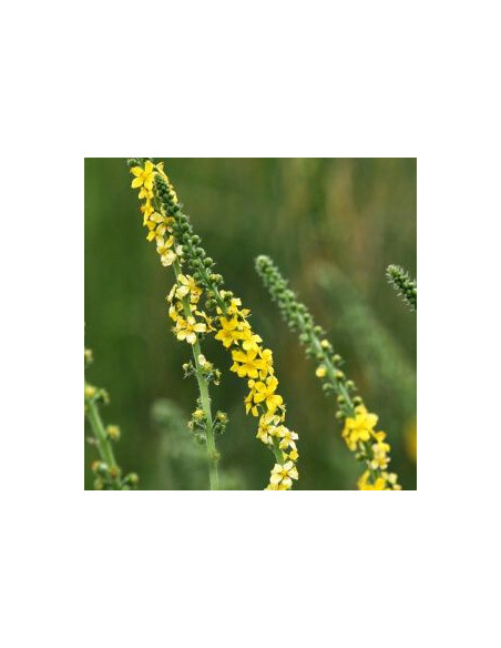 Extrait fluide glycériné miellé d'Aigremoine BIO