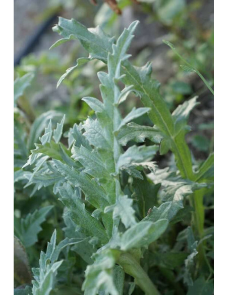 Extrait fluide glycériné miellé d'Artichaut BIO