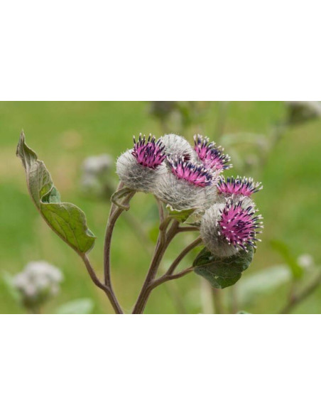 Tisane de Bardane BIO phyto-soins