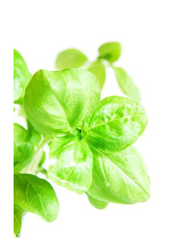 Basilic BIO en extrait liquide ou tisane | phyto-soins