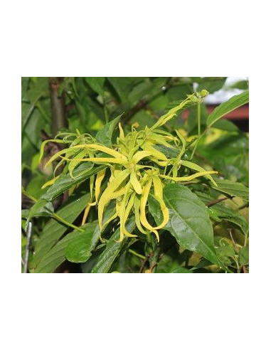 Huile essentielle d' Ylang-Ylang BIO