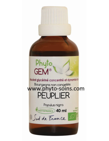 Bourgeons de peuplier