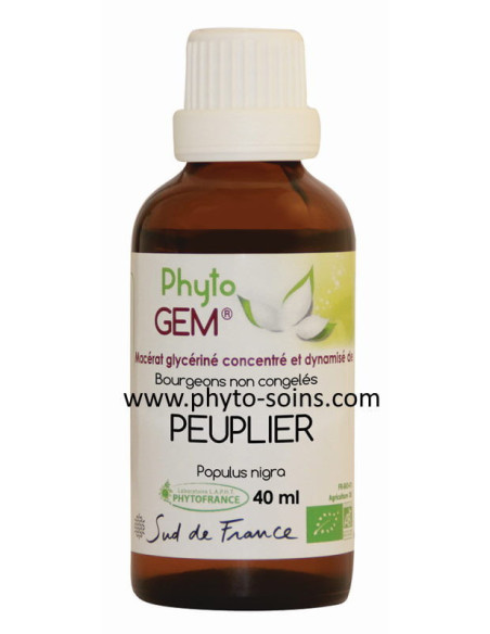 Bourgeons de peuplier