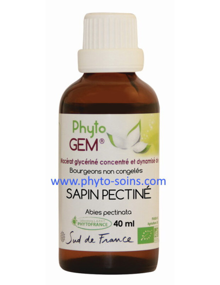 Bourgeons de Sapin pectiné