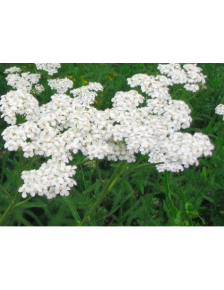 Achillée Millefeuille BIO