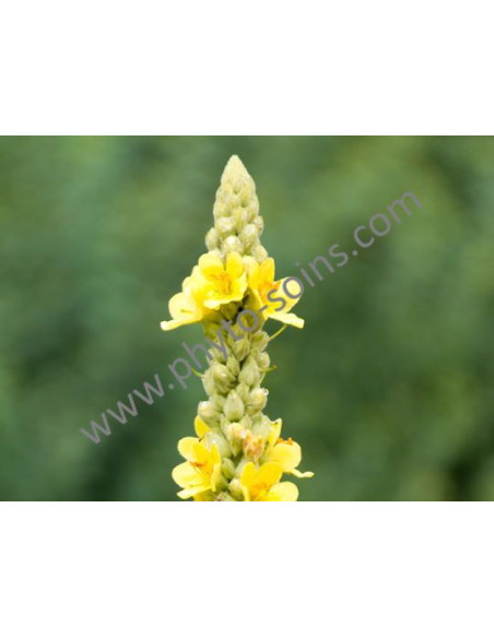 Bouillon blanc BIO (extrait liquide ou tisane)