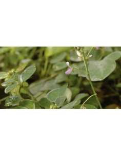 Poudre de Desmodium ascendens 250g