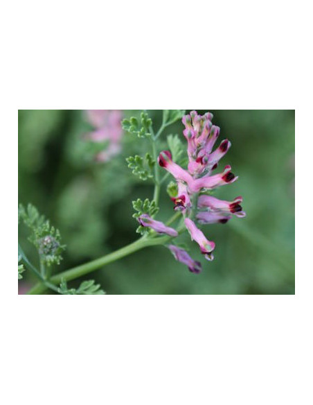 Partie aérienne fleurie de Fumeterre