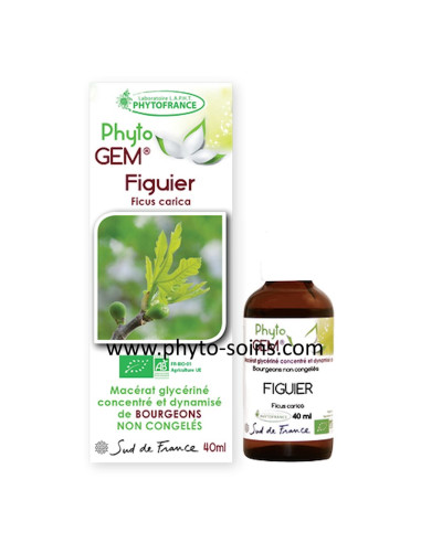 Macérat glycériné concentré de Figuier BIO phytofrance par phyto-soins