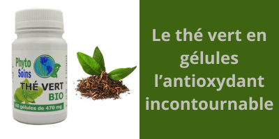 Le thé vert BIO en gélules pour faire le plein d'anti-oxydant